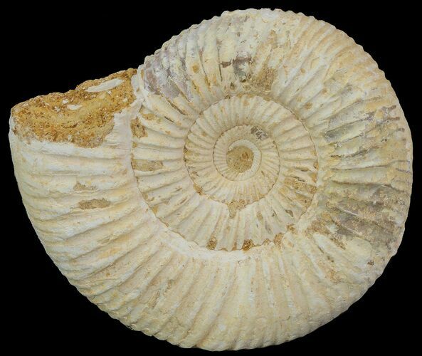 Perisphinctes Ammonite - Jurassic #68162